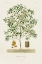 Picture of ANTIQUE TREE WITH FRUIT VI