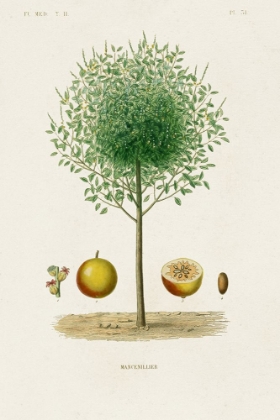 Picture of ANTIQUE TREE WITH FRUIT VII