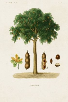 Picture of ANTIQUE TREE WITH FRUIT IX