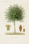 Picture of ANTIQUE TREE WITH FRUIT X