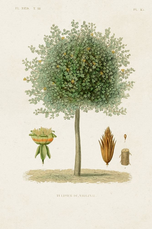 Picture of ANTIQUE TREE WITH FRUIT X