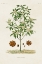 Picture of ANTIQUE TREE WITH FRUIT XI