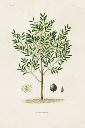 Picture of ANTIQUE TREE WITH FRUIT XII