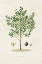 Picture of ANTIQUE TREE WITH FRUIT XII