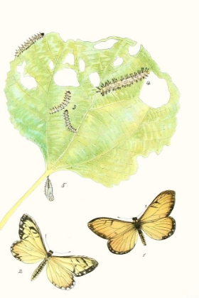 Picture of ANTIQUE BUTTERFLIES AND LEAVES II
