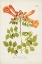 Picture of TROPICAL TRUMPET FLOWERS III