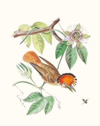 Picture of CUVIER BIRD AND HABITAT I