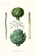 Picture of FRUIT AND VEGETABLE VARIETIES II