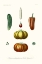 Picture of FRUIT AND VEGETABLE VARIETIES III