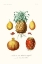 Picture of FRUIT AND VEGETABLE VARIETIES V