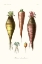 Picture of FRUIT AND VEGETABLE VARIETIES VI