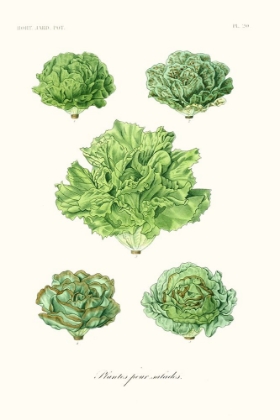 Picture of FRUIT AND VEGETABLE VARIETIES VII