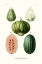 Picture of FRUIT AND VEGETABLE VARIETIES VIII