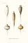 Picture of FRUIT AND VEGETABLE VARIETIES IX