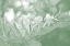 Picture of HONEYSUCKLE SUMMER II