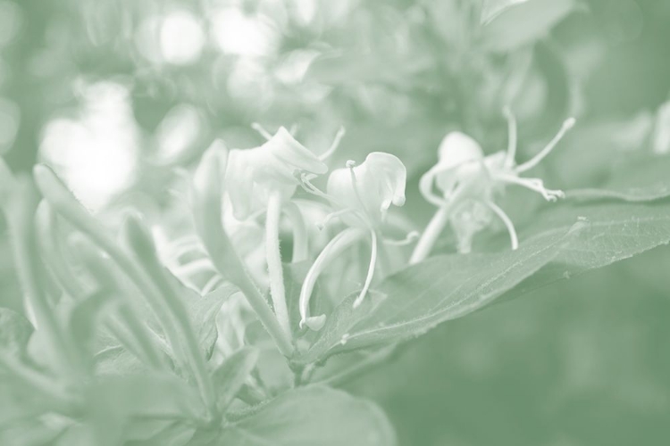 Picture of HONEYSUCKLE SUMMER II