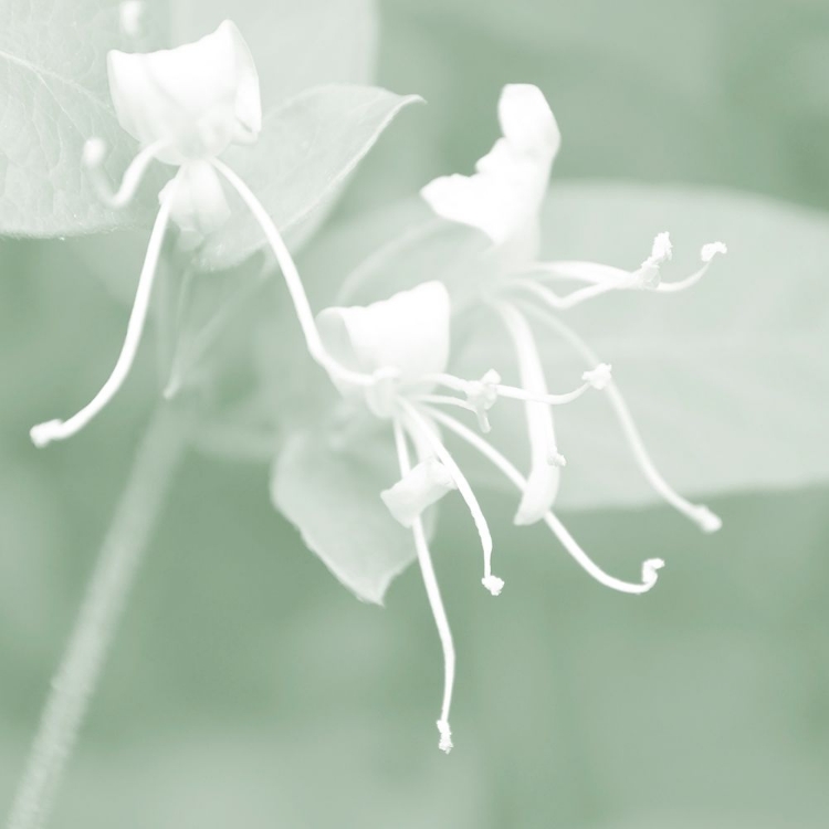 Picture of HONEYSUCKLE SUMMER VI