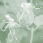 Picture of HONEYSUCKLE SUMMER VIII