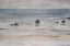 Picture of SHIMMERING SHORE I