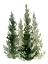 Picture of SIMPLE EVERGREENS II