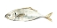 Picture of SILVER FISH IV
