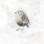 Picture of FEATHERED FRESCO IV