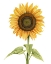Picture of SUNNY FLOWER I