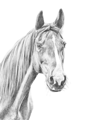 Picture of EQUINE PORTRAIT SKETCH I