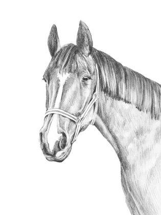 Picture of EQUINE PORTRAIT SKETCH II