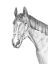 Picture of EQUINE PORTRAIT SKETCH II