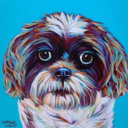 Picture of SHIH TZU ON BLUE