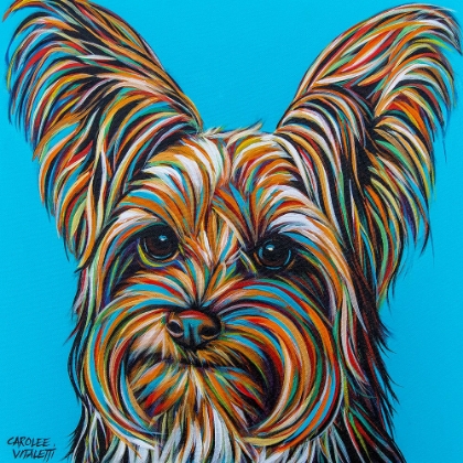 Picture of YORKIE ON BLUE