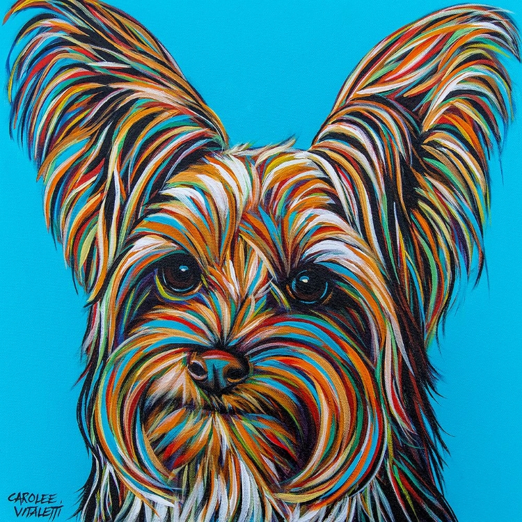 Picture of YORKIE ON BLUE