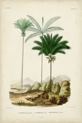 Picture of ANTIQUE PALM COLLECTION II