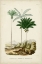 Picture of ANTIQUE PALM COLLECTION II