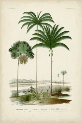 Picture of ANTIQUE PALM COLLECTION IV