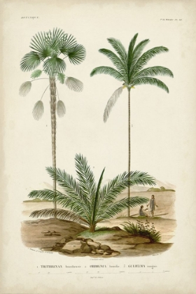 Picture of ANTIQUE PALM COLLECTION V