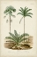Picture of ANTIQUE PALM COLLECTION V