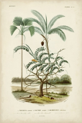 Picture of ANTIQUE PALM COLLECTION VI