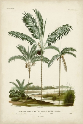 Picture of ANTIQUE PALM COLLECTION VII