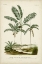Picture of ANTIQUE PALM COLLECTION VII
