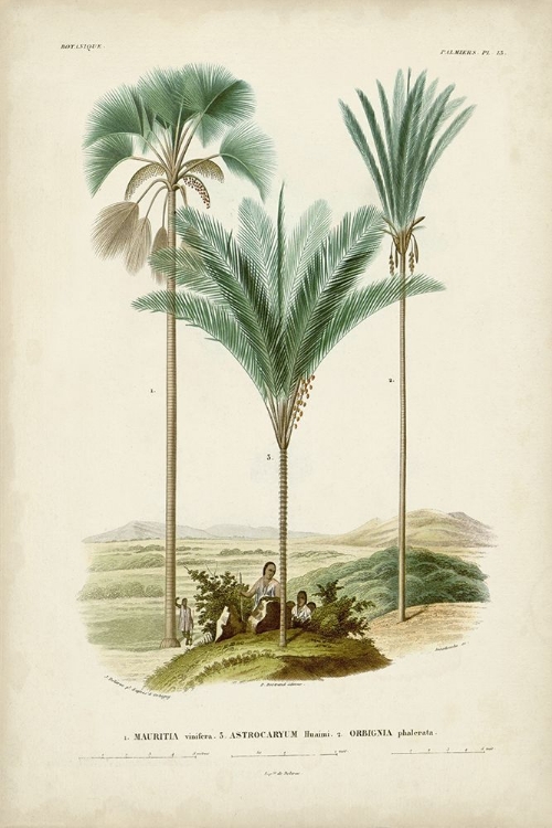 Picture of ANTIQUE PALM COLLECTION IX
