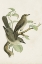 Picture of ANTIQUE BIRD TRIO III