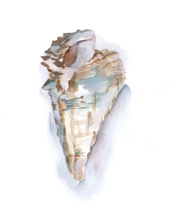 Picture of PASTEL SHELL COLLECTION IV