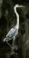 Picture of EBONY EGRET II