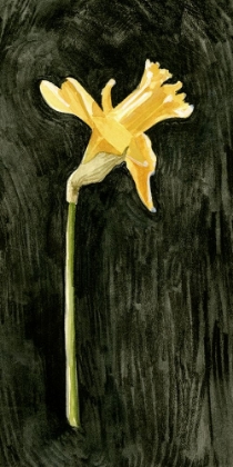 Picture of DARK DAFFODILS II