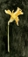 Picture of DARK DAFFODILS II