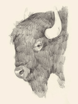 Picture of BUFFALO SKETCH II