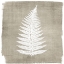 Picture of NATURES FERN 1