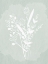 Picture of FLORAL SKETCH 1